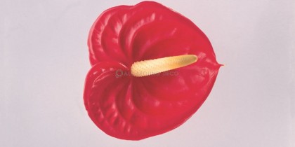 fysh-tapetsaries-toixou-ad501070