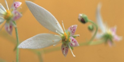 fysh-tapetsaries-toixou-ad501076