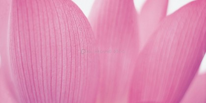fysh-tapetsaries-toixou-ad501083