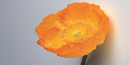 fysh-tapetsaries-toixou-ad501089