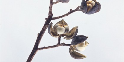 fysh-tapetsaries-toixou-ad501100