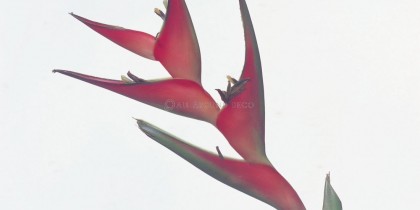 fysh-tapetsaries-toixou-ad501103