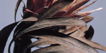 fysh-tapetsaries-toixou-ad501104